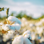 Qué país tiene el mejor algodón del mundo: Descubre la respuesta