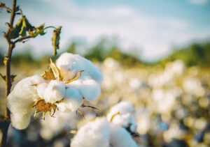Qué país tiene el mejor algodón del mundo: Descubre la respuesta